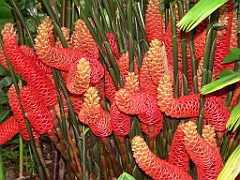 106 Cairns Botanic Gardens